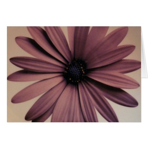 Lavendar Daisy Greeting Cards