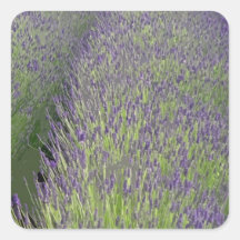 LAVENDAR FIELD STICKER