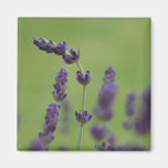 Lavendar Floral Magnet