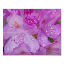 Lavendar Flower Photo