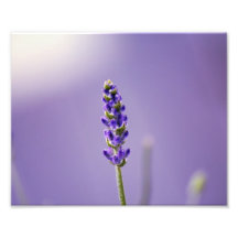 Lavendar Flower Print Photographic Print