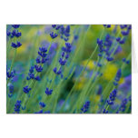 Lavendar | Lavendel Cards