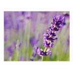 Lavendar | Lavendel Post Cards