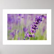 Lavendar | Lavendel Posters