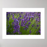 Lavendar | Lavendel Poster