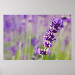 Lavendar | Lavendel Print