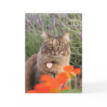 Lavendar, Nasturtium,  and a Tortoiseshell Cat Card