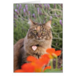 Lavendar, Nasturtium,  and a Tortoiseshell Cat Card