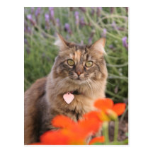 Lavendar, Nasturtium,  and a Tortoiseshell Cat Postcard