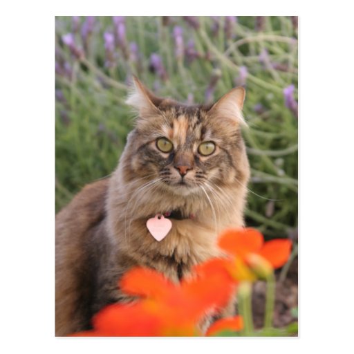 Lavendar, Nasturtium,  and a Tortoiseshell Cat Postcard