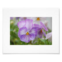 Lavendar Pansy Photo