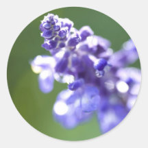 Lavendar Round Stickers