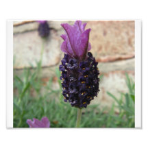 Lavender 2 photo art