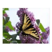 Lavender Afternoon Post Cards