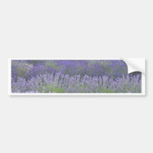 Lavender Bumper Sticker