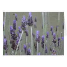 Lavender Card