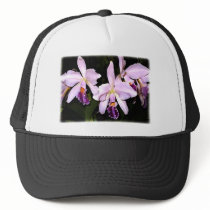 Lavender Cattleya Orchids