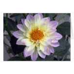 Lavender Creme Dahlia Greeting Cards