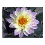 Lavender Creme Dahlia Postcard