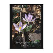 Lavender Crocus Postcards