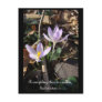Lavender Crocus Postcards