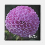 Lavender Dahlia Magnet