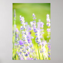 Lavender Dream