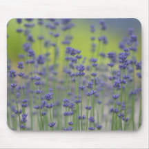 Lavender Field of Flowers Mouse Pad