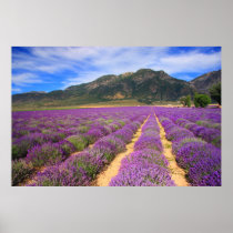 Lavender Fields Forever Print
