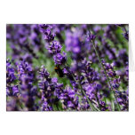 Lavender Fields Greeting Card