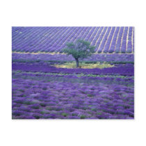 Lavender fields, Vence, Provence, France