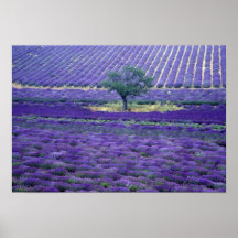 Lavender fields, Vence, Provence, France Print