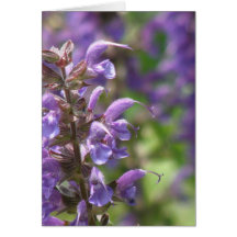 Lavender Flower Greeting Card