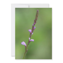 Lavender Flower Invitation