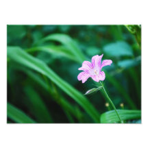 Lavender Flower Photo