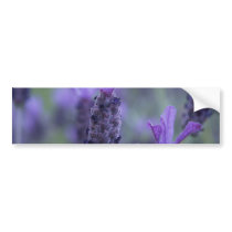 Lavender Flower Photo Bumper Sticker