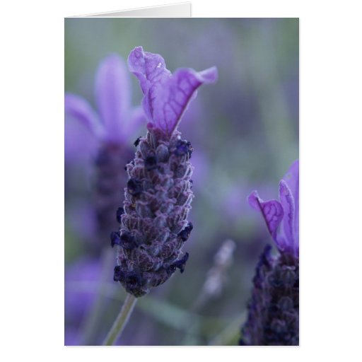 Lavender Flower Photo Greeting Card