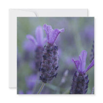 Lavender Flower Photo Invitations