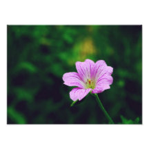 Lavender Flower Photo Print