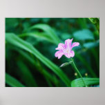 Lavender Flower Poster