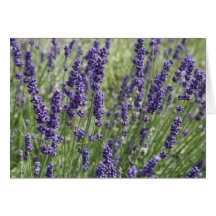 Lavender Flowers  Card