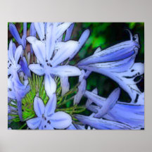 Lavender Flowers Poster