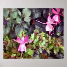 Lavender Fuchsias Just Hanging Around the Garden Print