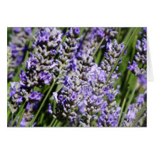 Lavender Greeting Cards