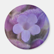 Lavender Heals magnet