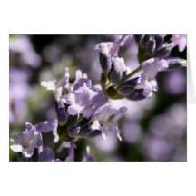 Lavender Herbs Greeting Card
