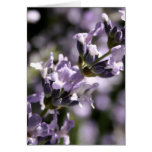 Lavender Herbs Greeting Card