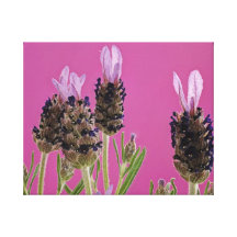 Lavender Leinwand Druck
