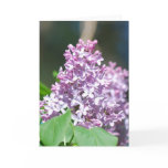 Lavender Lilac  Greeting Card