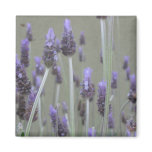 Lavender Fridge Magnets